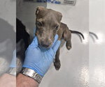 Small Mutt
