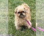 Small Photo #1 Brussels Griffon Puppy For Sale in NILES, MI, USA