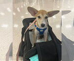Small #2 Mutt