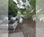 Small #3 Great Pyrenees