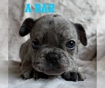 Small Photo #5 French Bulldog Puppy For Sale in BIGFORK, MT, USA