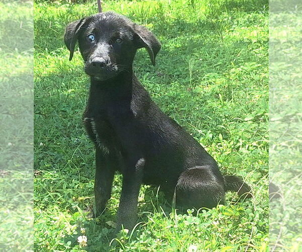 Medium Photo #1 Labrador Retriever-Unknown Mix Puppy For Sale in Wetumpka, AL, USA