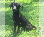 Small Labrador Retriever Mix