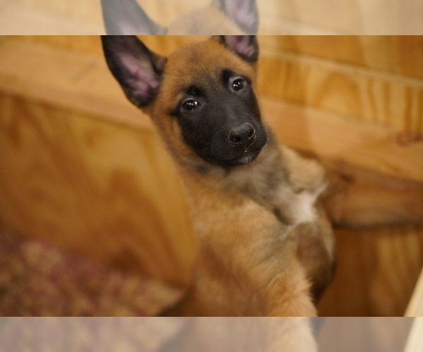Medium Photo #1 Belgian Malinois Puppy For Sale in WASHINGTON, DC, USA