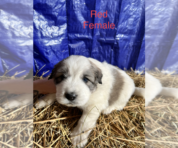 Medium Photo #4 Great Pyrenees Puppy For Sale in LINCOLN, MI, USA