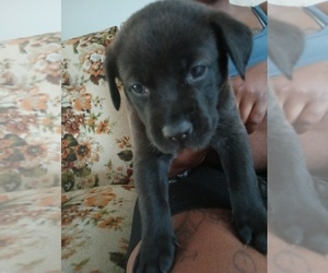 Alaskan Husky-American Bulldog Mix Puppy for sale in CARTERSVILLE, GA, USA