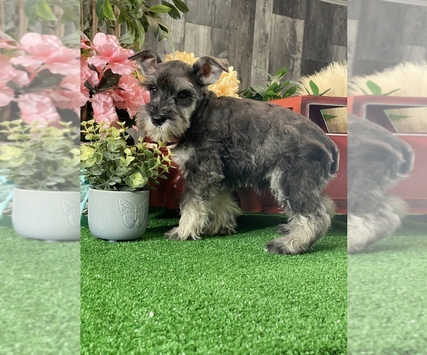 Medium Photo #3 Schnauzer (Miniature) Puppy For Sale in CANOGA, NY, USA