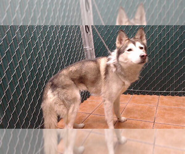 Medium Photo #1 Siberian Husky Puppy For Sale in Downey, CA, USA