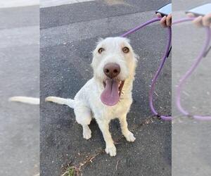 Labrador Retriever Dogs for adoption in Fremont, CA, USA