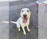 Small Labrador Retriever