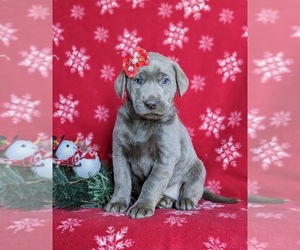 Labrador Retriever Puppy for sale in NOTTINGHAM, PA, USA