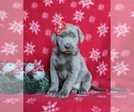 Small Photo #1 Labrador Retriever Puppy For Sale in NOTTINGHAM, PA, USA