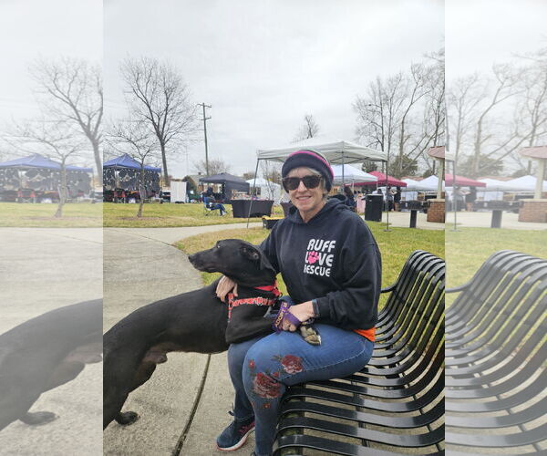 Medium Photo #6 Great Dane-Labrador Retriever Mix Puppy For Sale in Thomasville, NC, USA