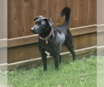 Small #1 Collie-Labrador Retriever Mix