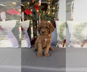 Goldendoodle Puppy for sale in TOMS RIVER, NJ, USA