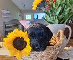 Small Photo #28 Goldendoodle Puppy For Sale in LOUISA, VA, USA