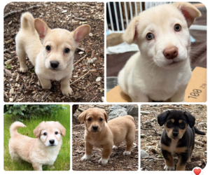 Dachshund-Unknown Mix Dogs for adoption in Anchorage, AK, USA