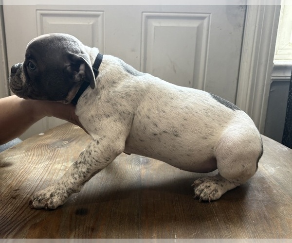 Medium Photo #3 American Bully Puppy For Sale in PAWTUCKET, RI, USA