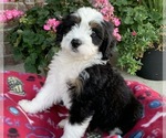 Small Photo #1 Bernedoodle Puppy For Sale in GREENWOOD, IN, USA