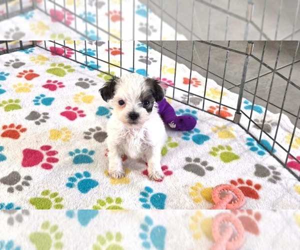 Medium Photo #11 Havapoo Puppy For Sale in ORO VALLEY, AZ, USA