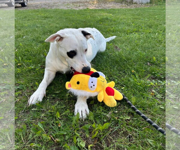 Medium Photo #2 Labrador Retriever-Unknown Mix Puppy For Sale in New London, WI, USA