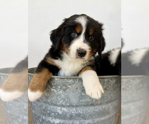 Australian Mountain Dog Puppy for sale in SANTA BARBARA, CA, USA