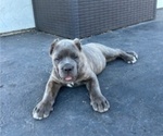 Small Photo #11 Cane Corso Puppy For Sale in OCEANSIDE, CA, USA