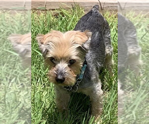 Medium Photo #10 Mutt Puppy For Sale in Valrico, FL, USA