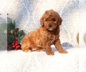 Goldendoodle (Miniature) Puppy for sale in EPHRATA, PA, USA