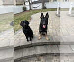 Small #1 German Shepherd Dog