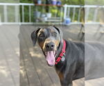 Small #2 Doberman Pinscher
