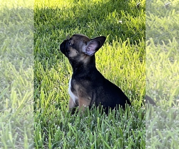 Medium Photo #5 French Bulldog Puppy For Sale in AVON PARK, FL, USA