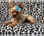 Small Photo #7 Yorkshire Terrier Puppy For Sale in LAKELAND, FL, USA