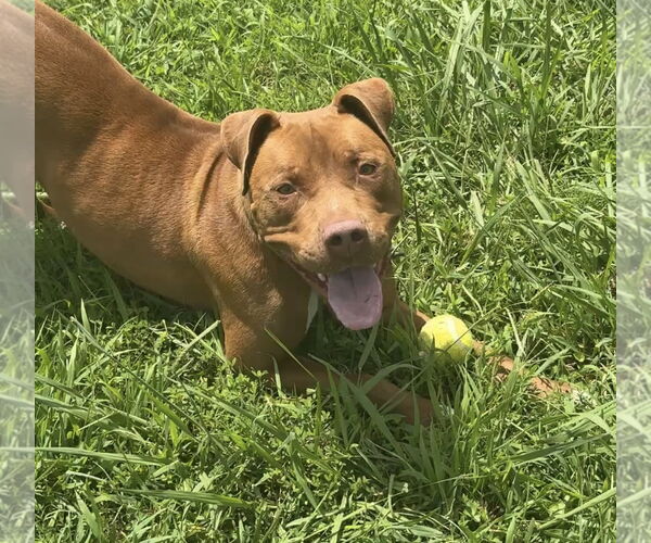 Medium Photo #7 American Pit Bull Terrier-Unknown Mix Puppy For Sale in Virginia Beach, VA, USA