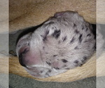Small Photo #23 Great Dane Puppy For Sale in PIERSON, MI, USA