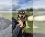 Small #3 Golden Shepherd