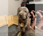 Small Photo #3 Weimaraner Puppy For Sale in MIDDLETOWN, OH, USA