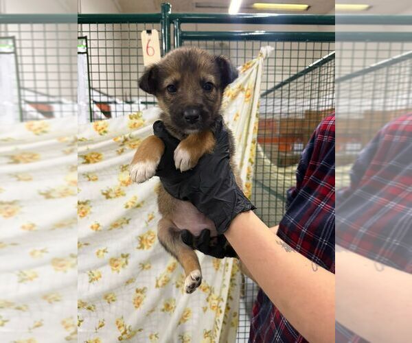 Medium Photo #1 Mutt Puppy For Sale in Calgary, Alberta, Canada