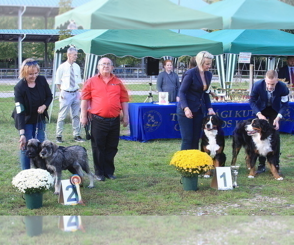 Medium Photo #9 Schnauzer (Giant) Puppy For Sale in Hatvan, Heves, Hungary