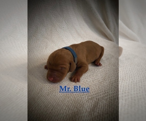 Medium Photo #7 Vizsla Puppy For Sale in NEWHALL, CA, USA