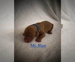 Small Photo #7 Vizsla Puppy For Sale in NEWHALL, CA, USA