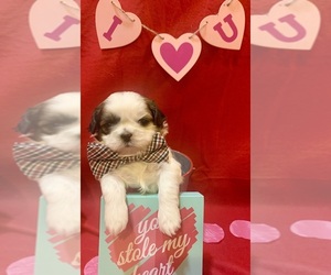 Shih Tzu Puppy for sale in KANSAS CITY, MO, USA