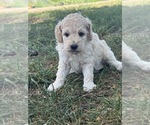 Small #12 Poodle (Standard)