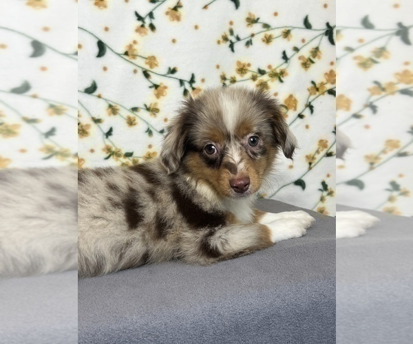 Medium Photo #2 Miniature Australian Shepherd Puppy For Sale in MARTINSVILLE, IN, USA