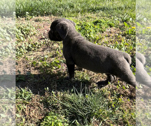 Cane Corso Puppy for sale in MODESTO, CA, USA