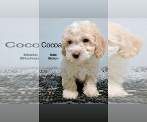 Bichon Frise Dogs for adoption in Studio City, CA, USA