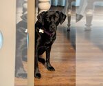 Small Photo #2 Labrador Retriever-Unknown Mix Puppy For Sale in Boston, MA, USA