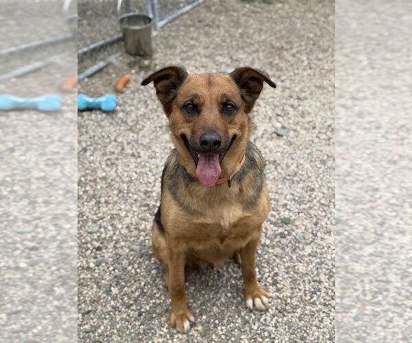 Medium Photo #2 German Shepherd Dog-Unknown Mix Puppy For Sale in Bemidji, MN, USA