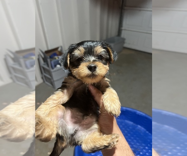 Medium Photo #1 Yorkshire Terrier Puppy For Sale in COVINGTON, GA, USA