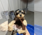 Small Photo #1 Yorkshire Terrier Puppy For Sale in COVINGTON, GA, USA